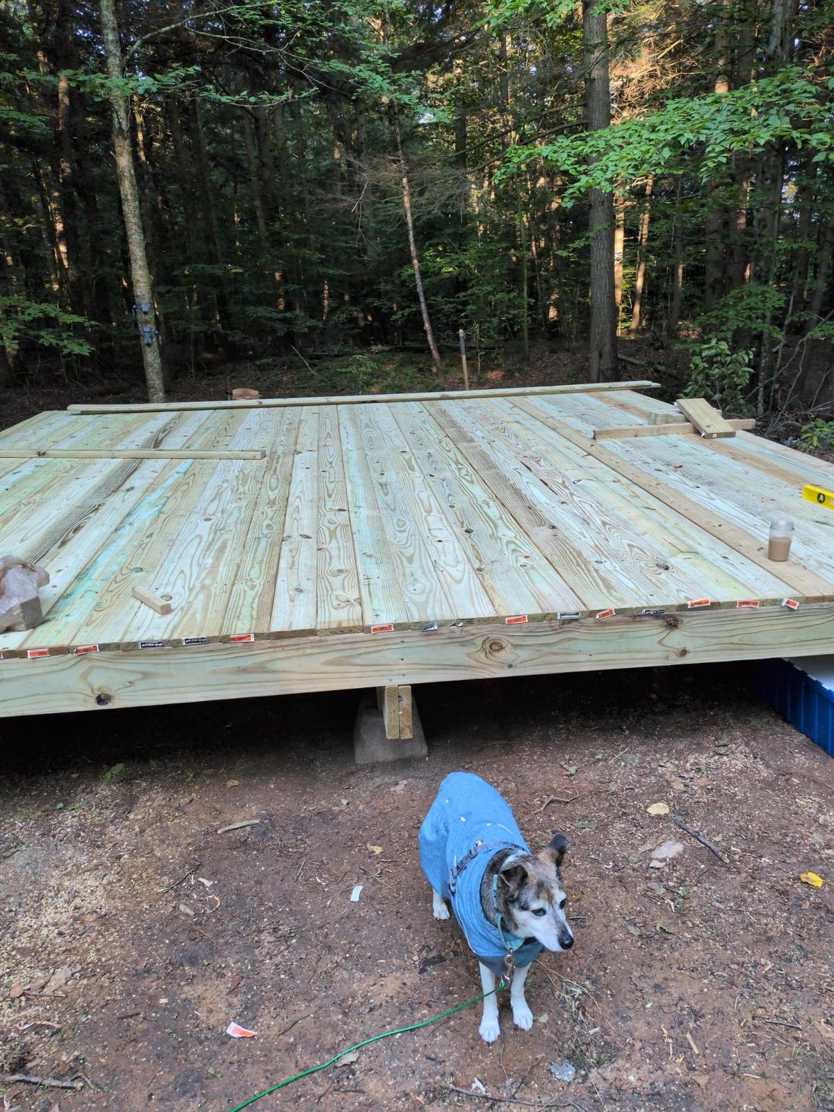 Finished deck with Abby the rat terrier in a blue coat